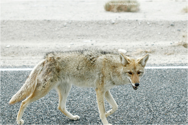 coyote