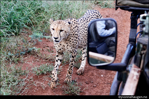 cheeta-car