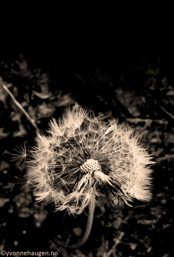 dandelion sepia