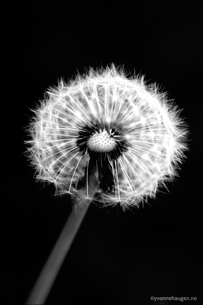 dandelion-halo