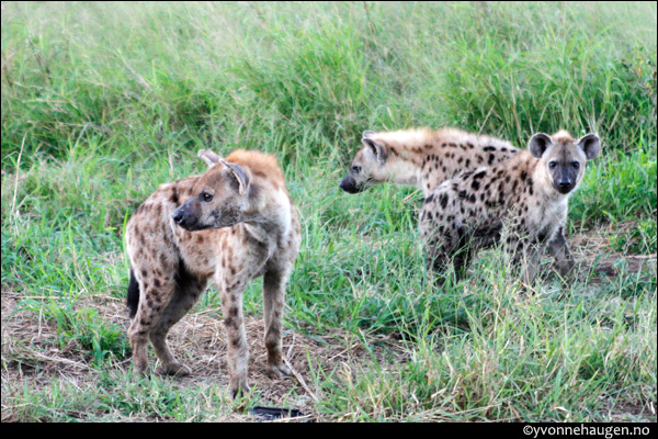 hyenas