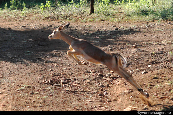 impala