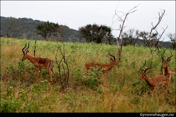 impalas