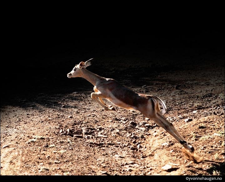 jumping impala