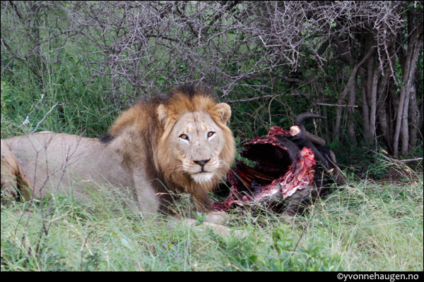 lion-feeding