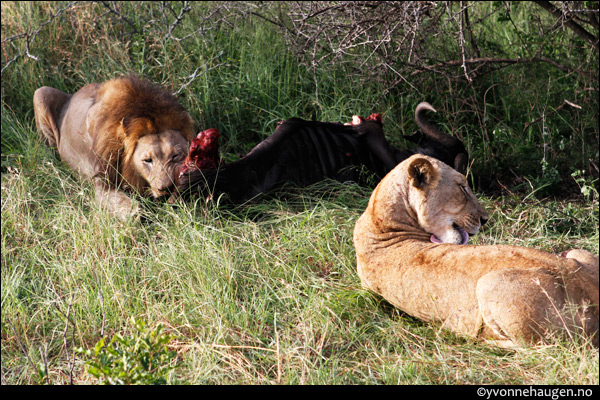 lions-feeding