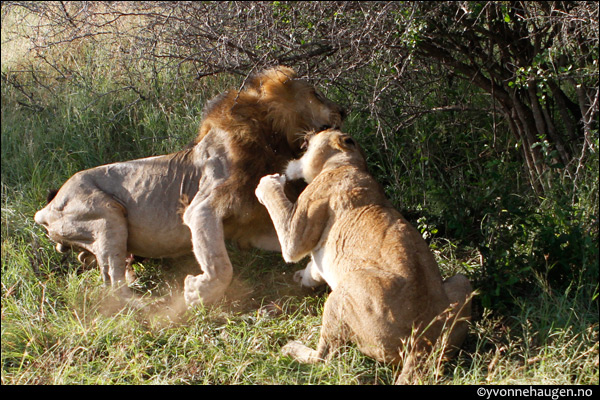 lions-fighting