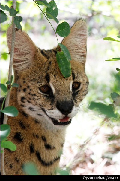 serval