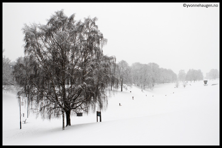 snow-in-the-park